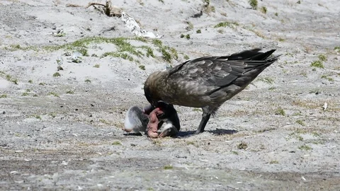 Brown Skua with penguin Video stock 90366222