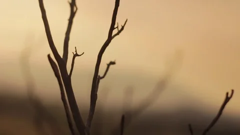 Brown Sky Desert Slider 1 Stock Footage 79017586