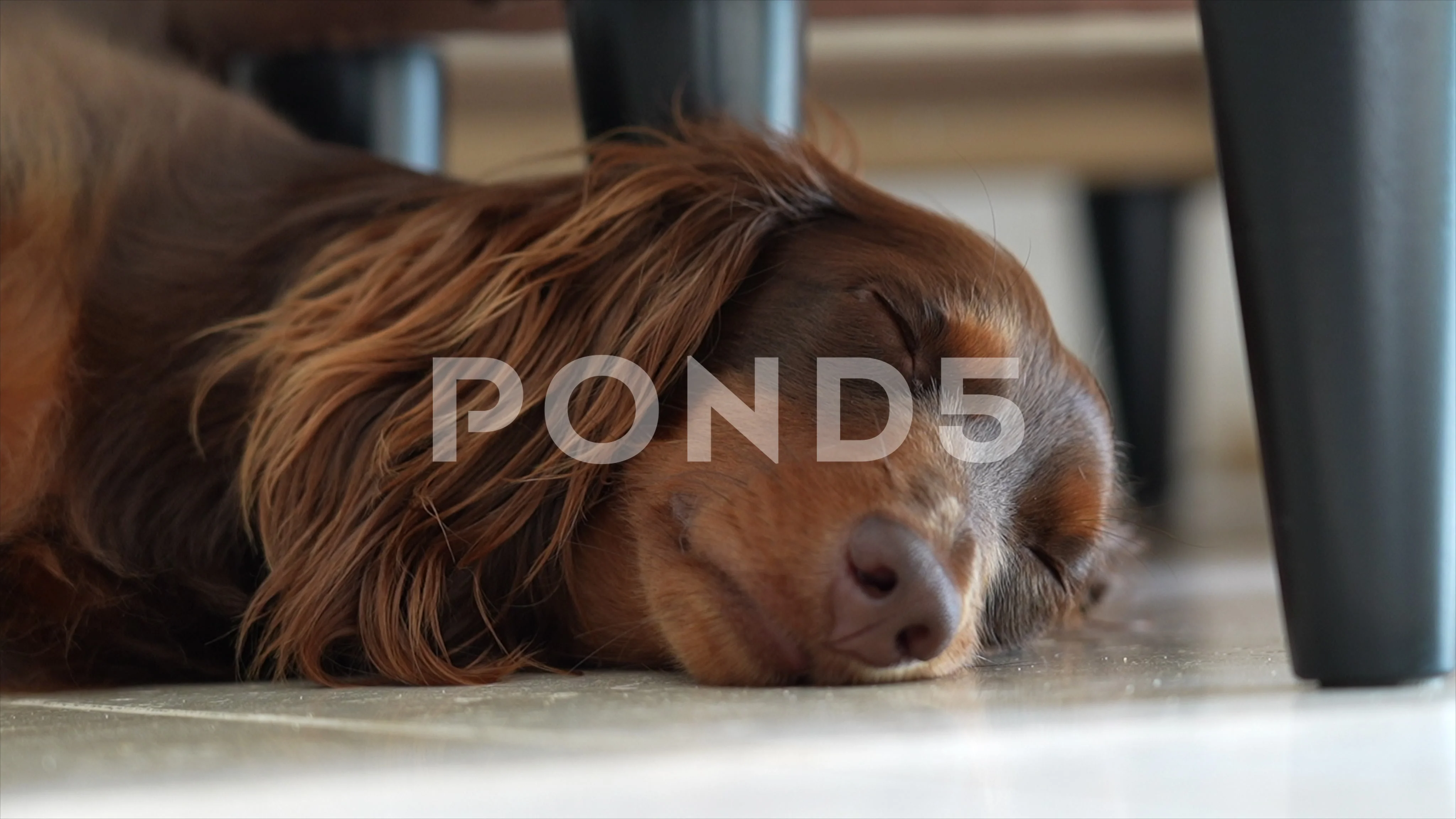 Sleepy dachshund sale