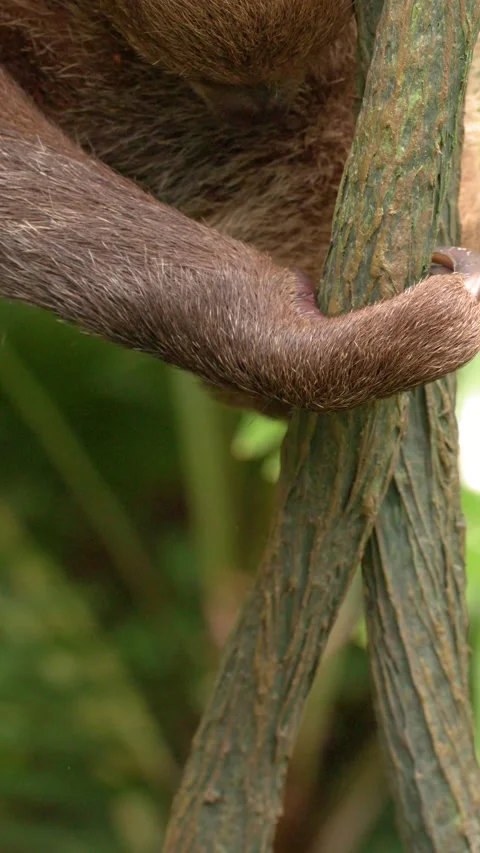 Brown Sloth Hanging Upside Down on Tree Branch in Tropical Jungle Vídeo Stock 329597103