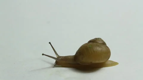 Brown slowly crawling snail Stock Footage 39890394