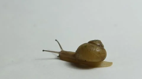Brown slowly crawling snail Stock-Footage 39967656