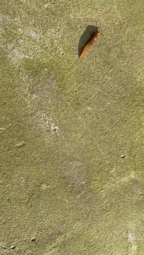 Brown slug casting shadow crawling across mossy rough concrete surface Stock Footage 311830683