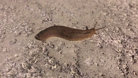 Brown slug on cement at night Stock Footage 172336101
