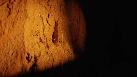 Brown slug crawling up earthen wall at night Stock Footage 341294614
