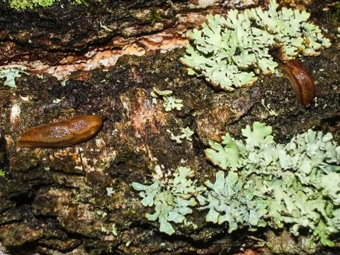 Brown slug crawling on the ground. Stock Photos