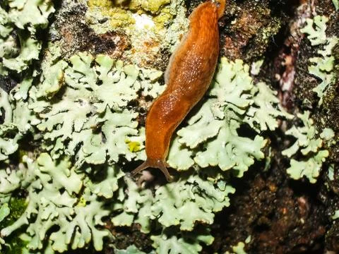 Brown slug crawling on the ground. Stock Photos