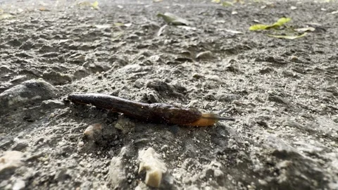 Brown Slug Crawling Over Damp Soil in Warm Backlight Ground-Level Macro Stock Footage 336976434