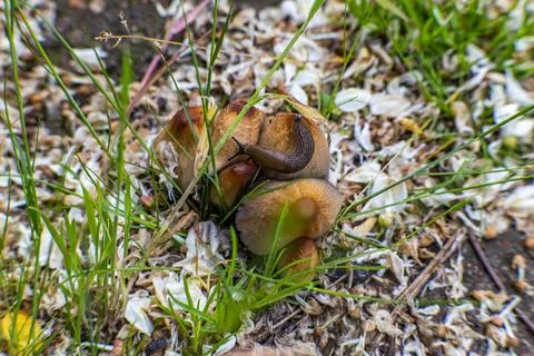 Brown slug crawling Stock Photos