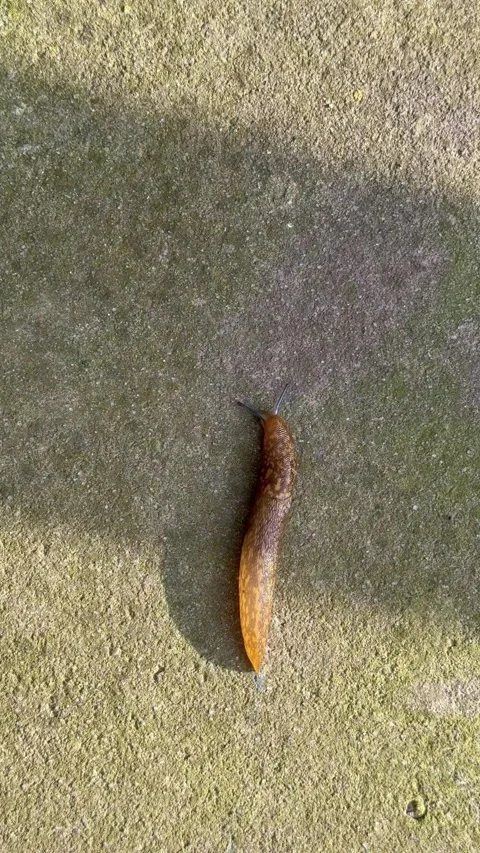 Brown slug crawling on rough mossy wall in sunny weather Stock Footage 311830792
