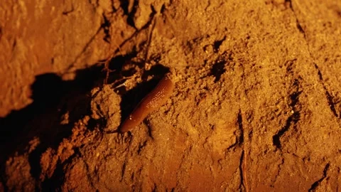 Brown slug crawling slowly on dirt ground at night Stock Footage 341294595