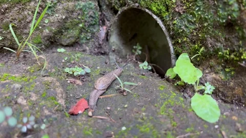 ​A Brown Slug Crawling Slowly on Mossy Ground Near a Drainage Pipe Stock Footage 340259494