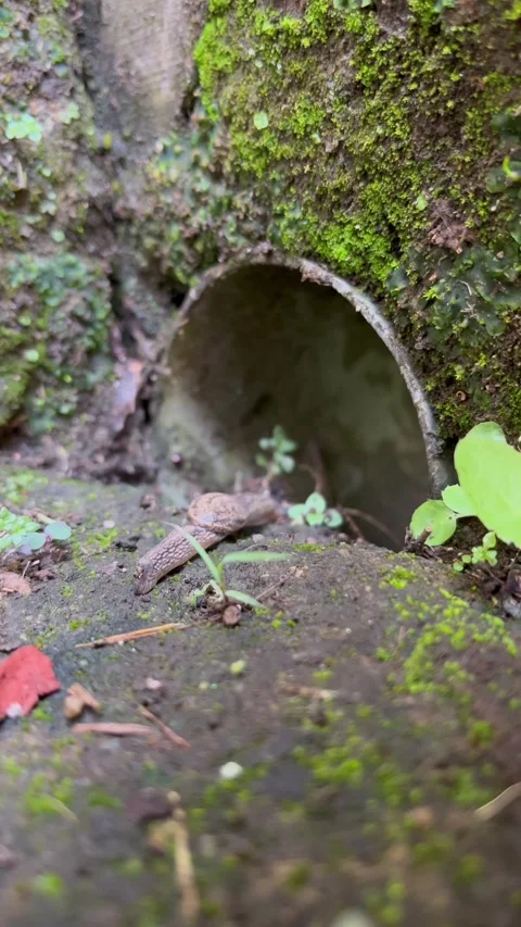 ​A Brown Slug Crawling Slowly on Mossy Ground Near a Drainage Pipe Stock Footage 340259495