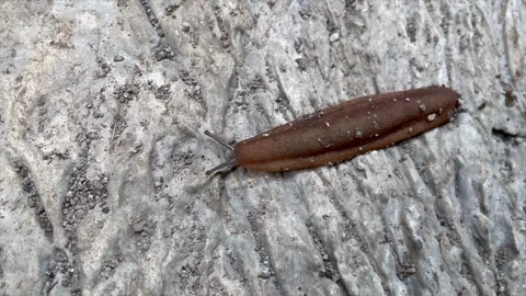 Brown slug crawling on textured ground – macro wildlife nature close-up. Stock Footage 321133934