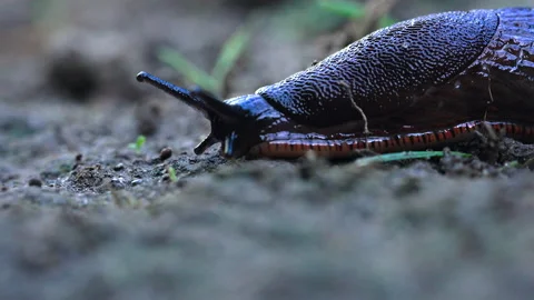 Brown Slug Crawling through Dirt in Pacific Northwest 스톡 동영상 297636044