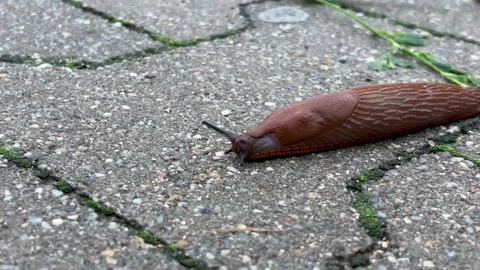 Brown Slug Explores the Urban Pathway Under Gentle Morning Light and Greenery Stock Footage 316480588
