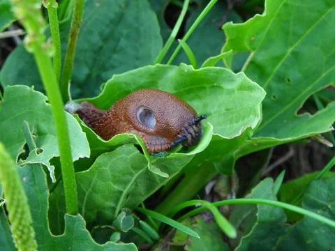 Brown Slug Exploring the Surface of a Fresh Green Leaf Stock Photos