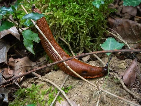 Brown slug in the forest Stock Photos