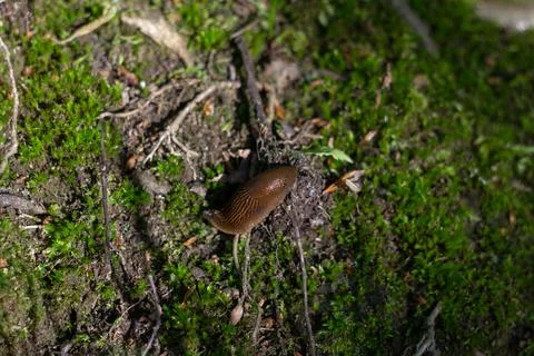 Brown slug moving across a patch Stock Photos