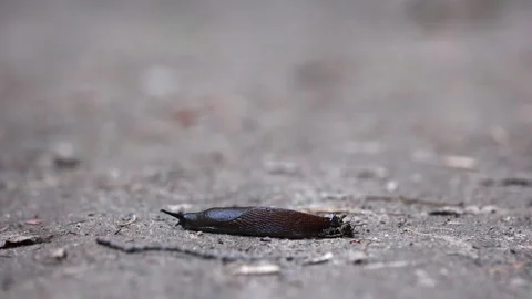 Brown slug resting on dry dirt path with extended tentacles Stock Footage 341872614