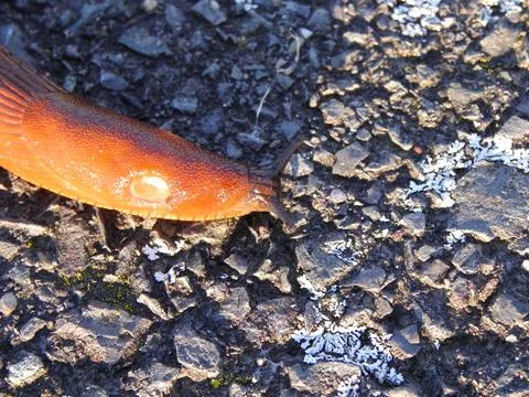 Brown Slug on Rough Asphalt Surface, Macro Close-Up Stock Photos
