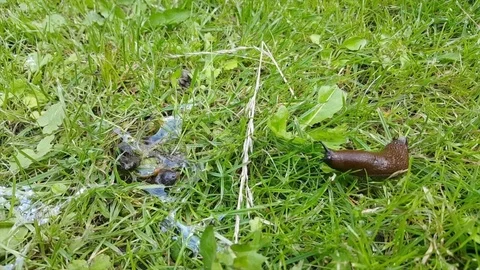 Brown slug with slime on behind moves  through grass, slug slime shines on grass 스톡 동영상 78696459