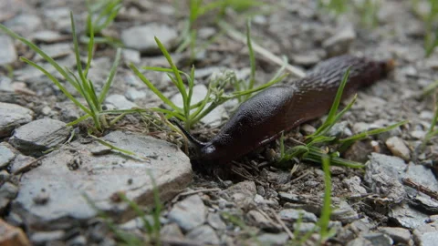 A brown slug slowly moving through blades of grass, extreme close-up Stock Footage 307707026