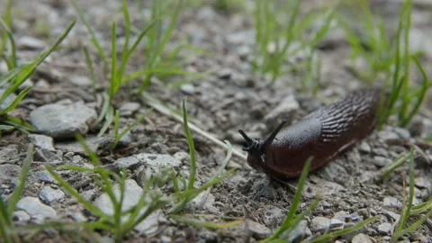 A Brown Slug Touching And Examining A Blade Of Grass, Extreme Close Up Stock Footage 307706953