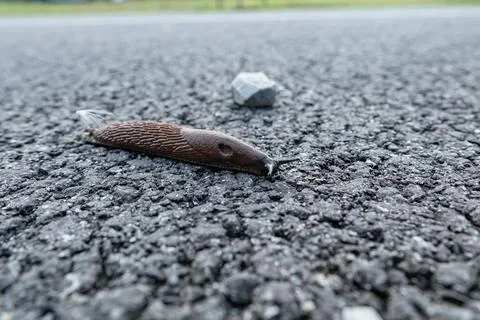 Brown slug without shell freely gliding in bosom of nature Foto stock
