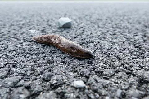 Brown slug without shell freely gliding in bosom of nature Foto stock