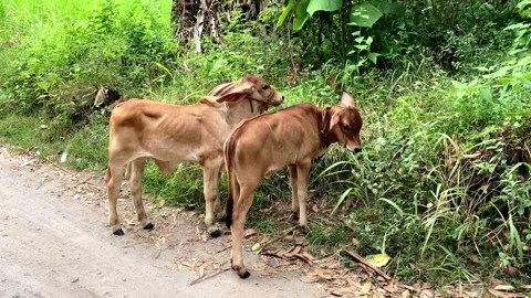 Brown small cattle calves grazing by the road, eating green grass Stock-Footage 245374630