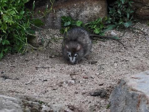 Brown Small Creature Foraging Among Plants, Cautious Rodent Searching For Food Stock Photos