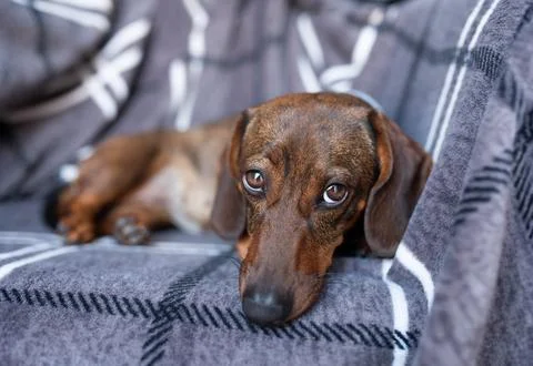 Brown small dachshund lying on the sofa. Stock Photos