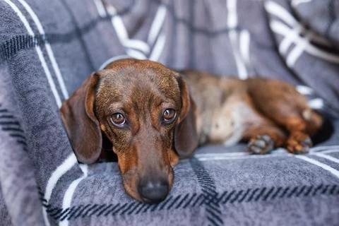Brown small dachshund lying on the sofa. Stock Photos