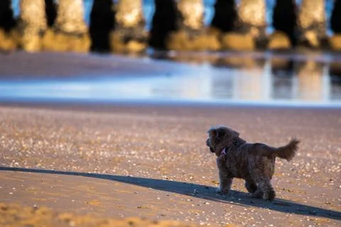 Brown small dog walking in the shadow of its owner on the sand on a beach Stock Photos