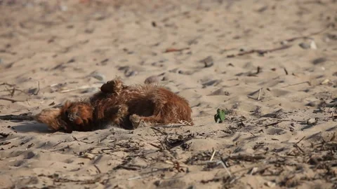 Brown small dog wallowing on beach in sand Stock-Footage 138891436
