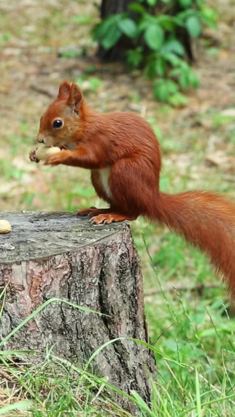 Brown small squirrel jumps on stump takes peanut and runs to forest Stock Footage 313267264