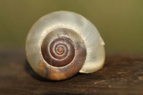 Brown snail close-up Stock Photos