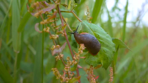 Brown snail crawl on the leaf Stock Footage 63384527