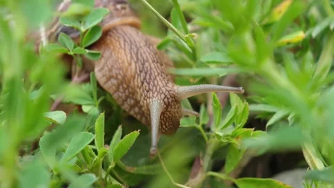 Brown snail crawling on green grass Stock-Footage 310408804