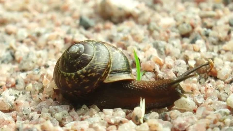 Brown snail crawling on the sand. Stock Footage 71345473