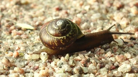 Brown snail crawling on the small rocks. Stock Footage 71346075