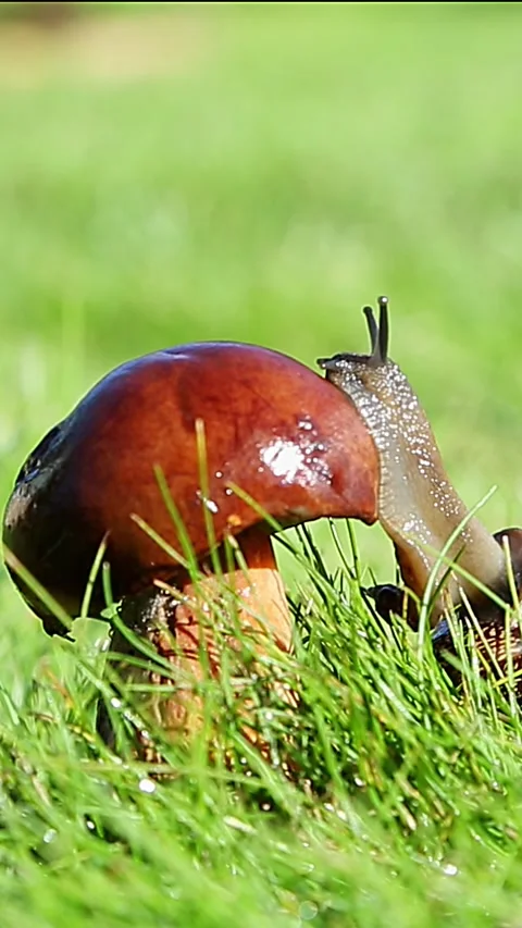 Brown snail crawling through green grass in sunlight Stock Footage 318068212