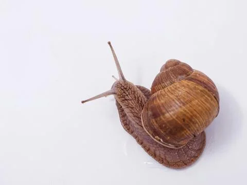 Brown snail crawling on white surface with shell Fotos Stock