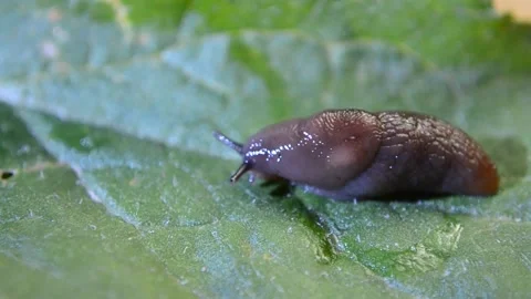 A brown snail crawls on a green leaf Stock Footage 140636930