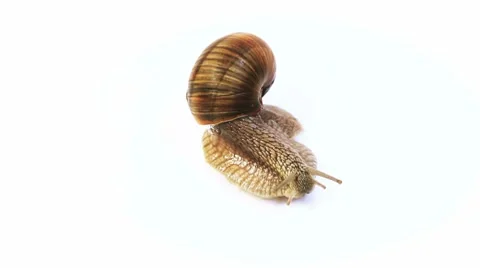 Brown snail crawls on a white background Stock Footage 7905652