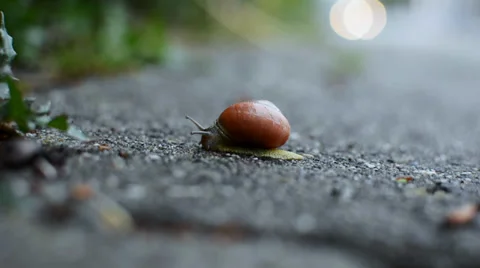 Brown snail deciding where to go Stock Footage 37557801