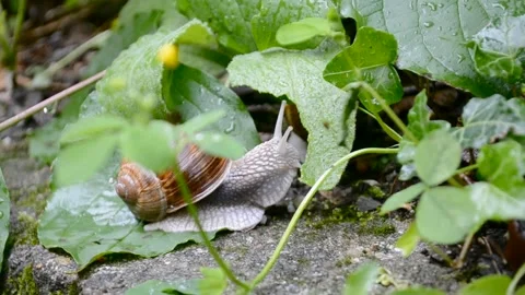 Brown snail is eating the green leaf on wet old wall after the rain. Stock Footage 132887377