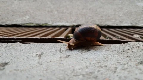 Brown Snail Stock Footage 93713126