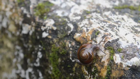 Brown snail Stock Footage 159789559
